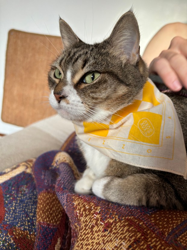 Hildi (tabby cat) wearing a yellow and cream checkered Intermezzo bandana